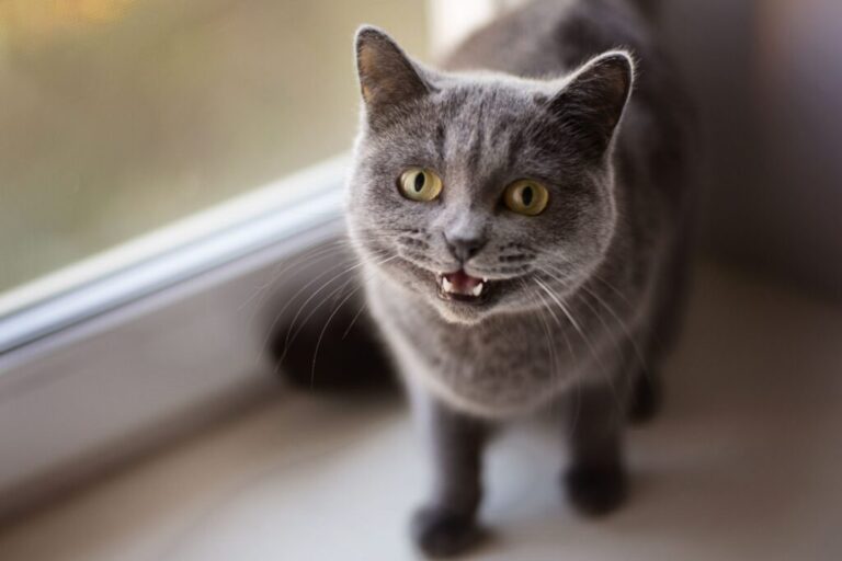 15 noms de chats inspirés des meilleurs films