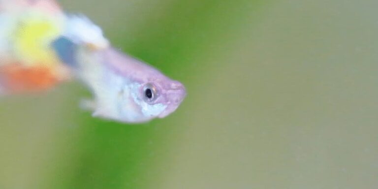Les guppys peuvent-ils vivre dans l&rsquo;eau froide ?