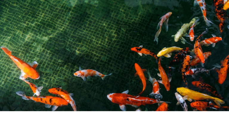 Devriez-vous laisser la lumière de l’aquarium allumée pendant la nuit ? – Troovez